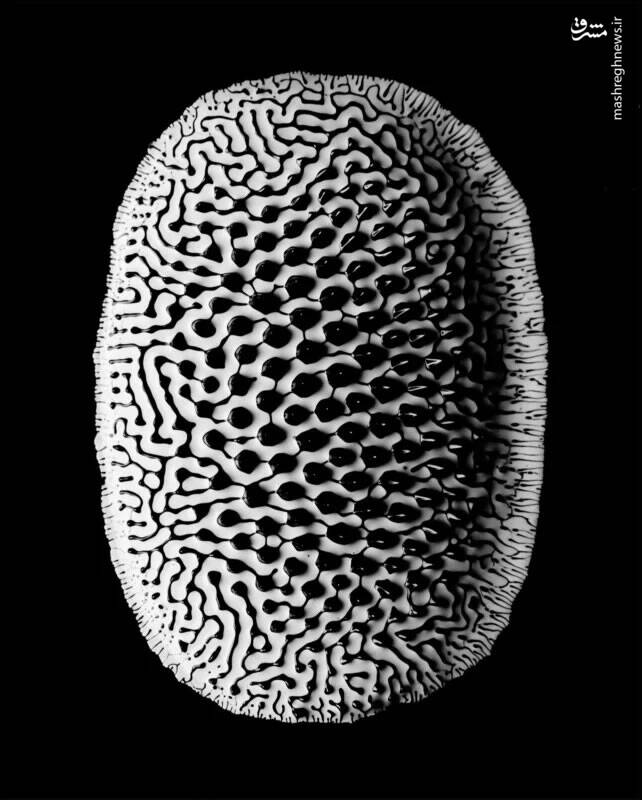 برترین تصاویر نماینزدیک ۲۰۲۳