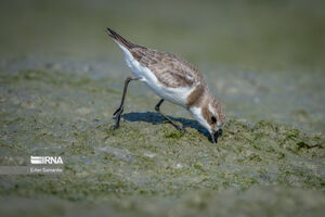 شورای راهبری دولت پزشکیان در بوته نقد اصلاحطلبان/ جریمهای که همه از افزایش آن خوشحالاند!