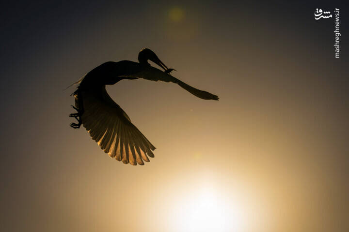 عکس/ شکارچیان تالاب