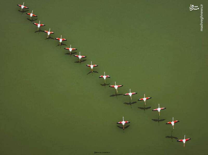 تصویری زیبا از فلامینگوهای میانکاله مازندران