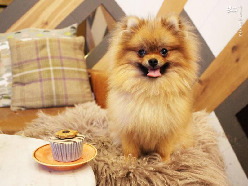 این کافه سفارش سگتان را سرو میکند +عکس