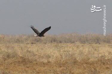 تالاب مره قم بهشت پرندگان مهاجر 2