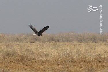 تالاب مره قم بهشت پرندگان مهاجر