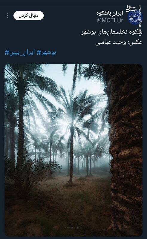 تصویری از شکوه نخلستانهای بوشهر