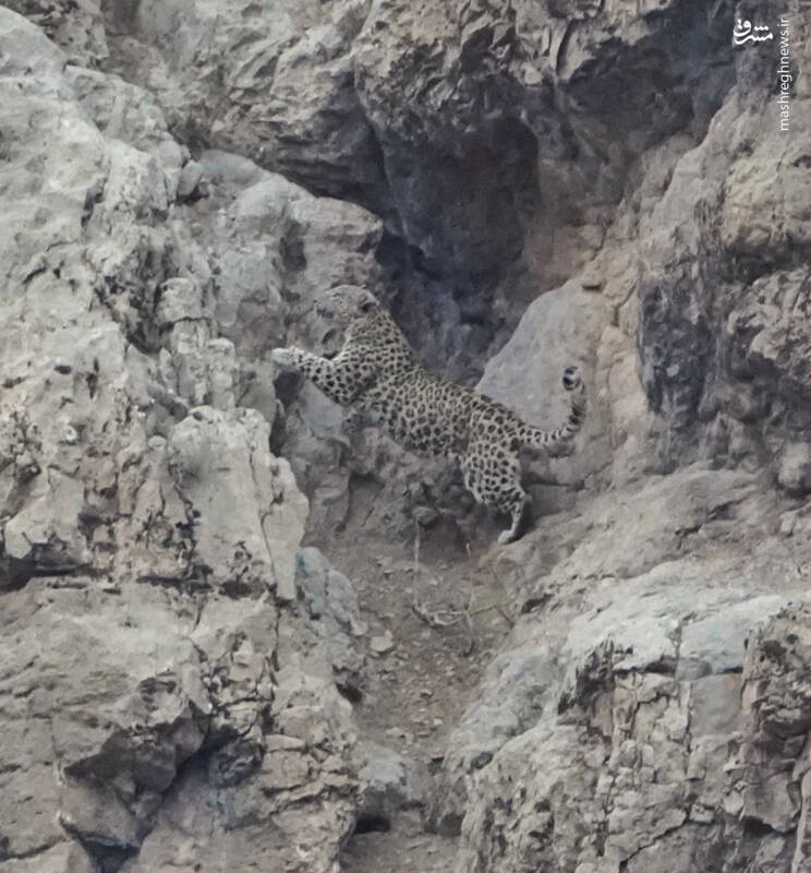 رخ نمایی پلنگ ایرانی در پارک ملی تندوره