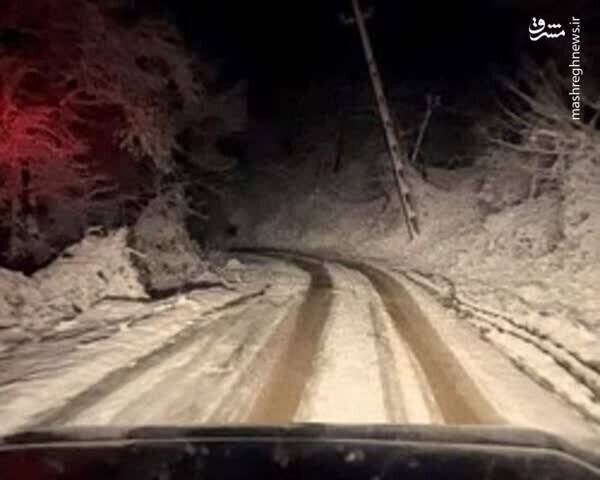 نوزاد عجول در دل برف به دنیا آمد +عکس