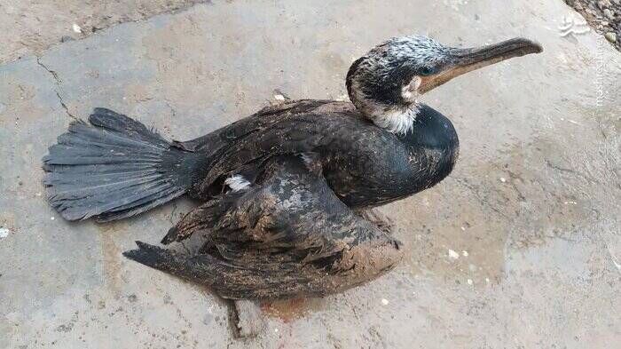 فیلم/ توقف صدها غاز وحشی در رفسنجان