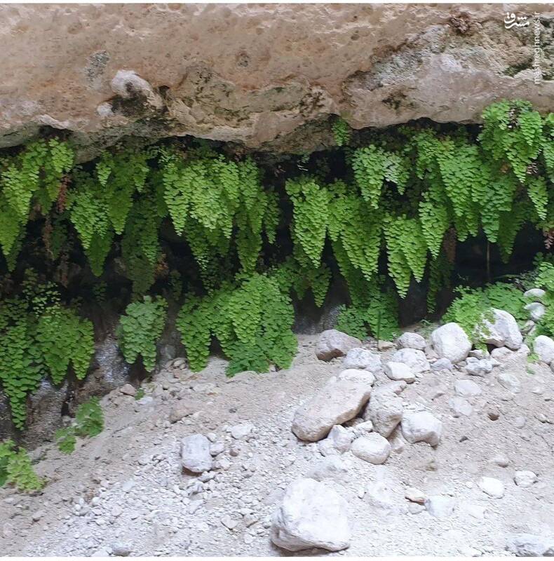 پارسیان، سرزمین سواحل اعجاب انگیز 5