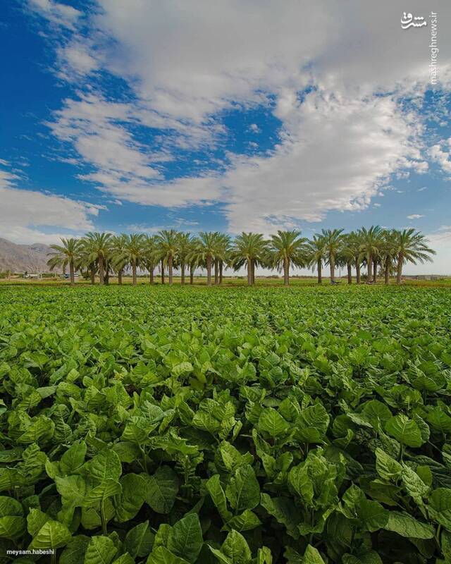 تصویری زیبا از تنگستان بوشهر و مزرعه تنباکو