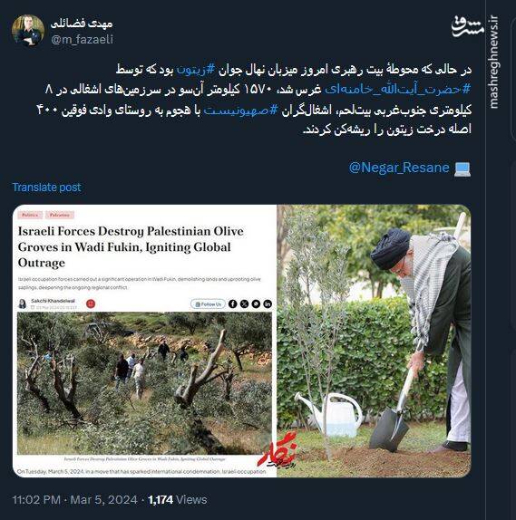 واکنش فضائلی به ریشهکنی درختهای زیتون