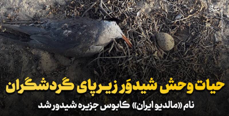 فیلم/ نام «مالدیو ایران» کابوس جزیره شیدوَر شد!