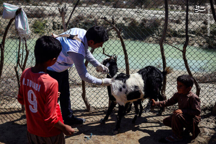 انسانها؛ طعمه حیوانات خانگی!