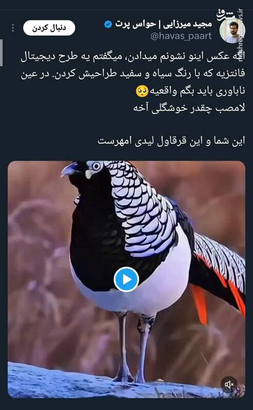 این شما و این قرقاول لیدی امهرست