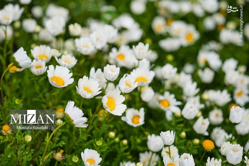 عکس/ بازار گل در آستانه بهار