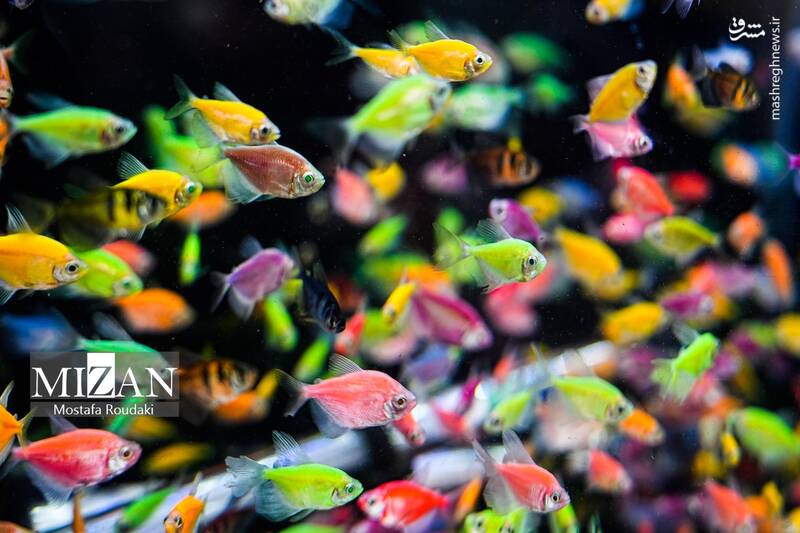 عکس/ بازار گل در آستانه بهار