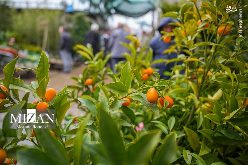 عکس/ بازار گل در آستانه بهار