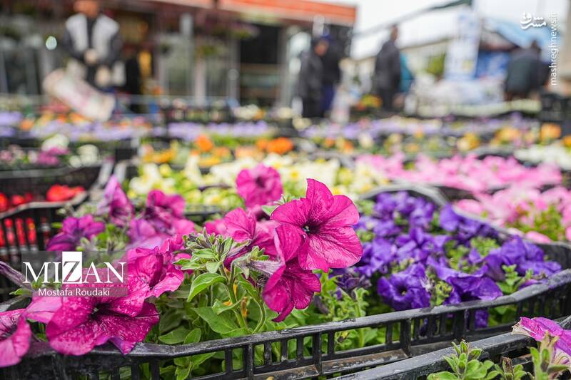 عکس/ بازار گل در آستانه بهار