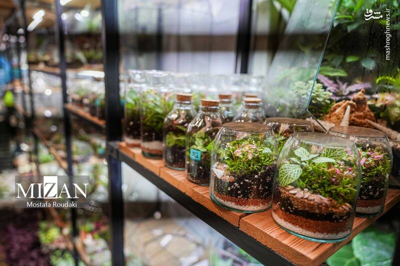 عکس/ بازار گل در آستانه بهار