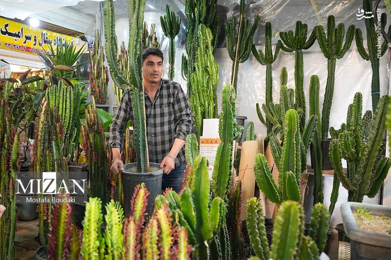 عکس/ بازار گل در آستانه بهار