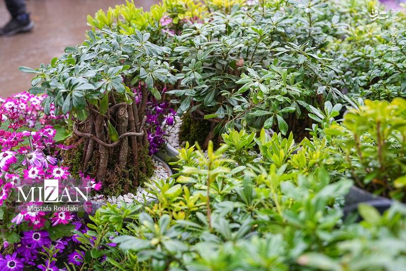 عکس/ بازار گل در آستانه بهار