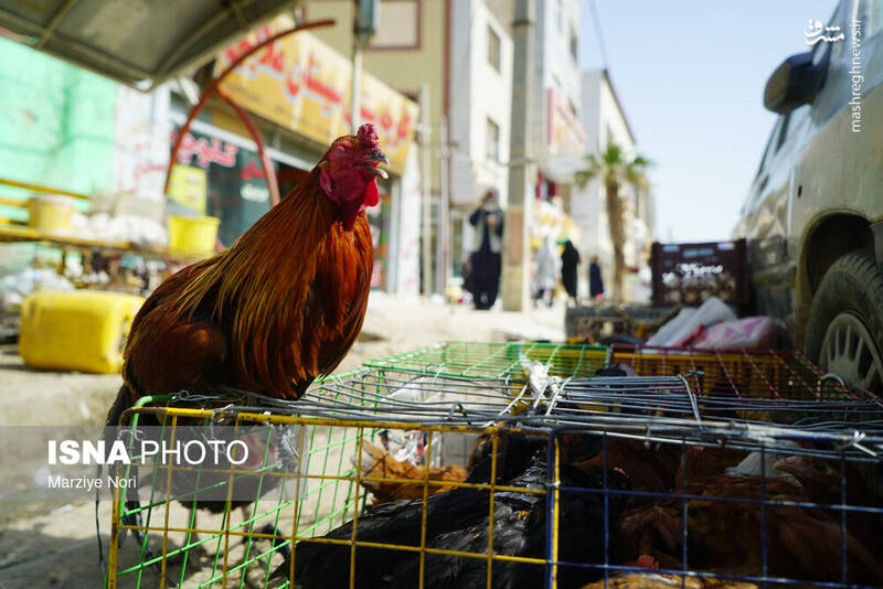 عکس/ استقبال از سال نو در سیستان و بلوچستان