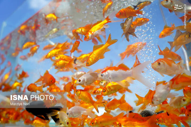 عکس/ استقبال از سال نو در سیستان و بلوچستان