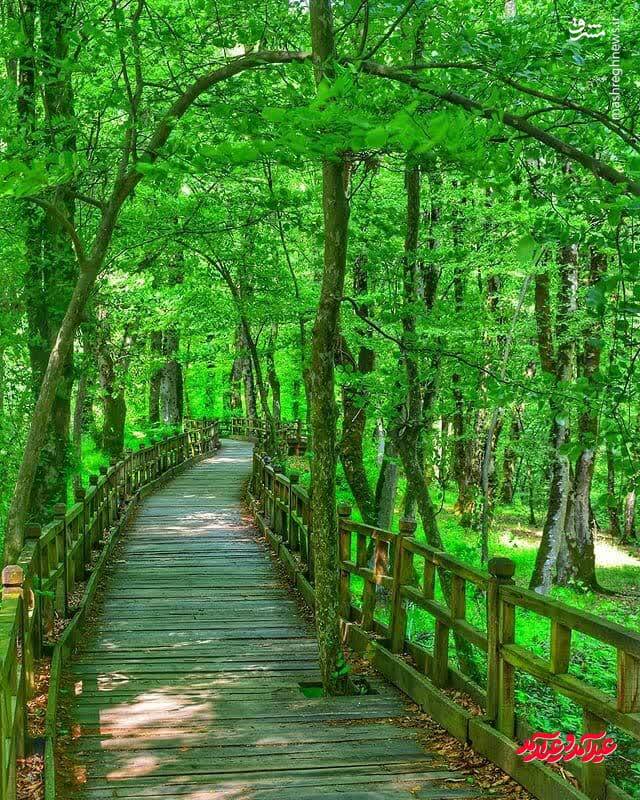 مسیر سبز پارک جنگلی النگدره +عکس