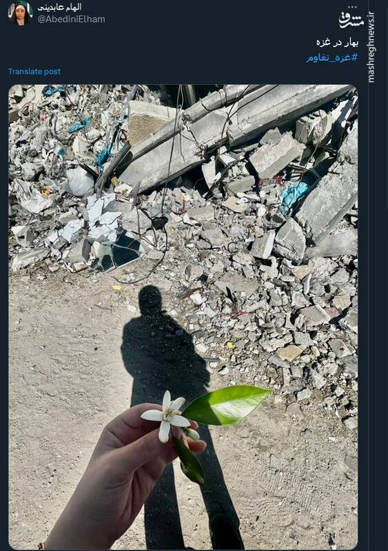 بهار به غزه رسید+ عکس