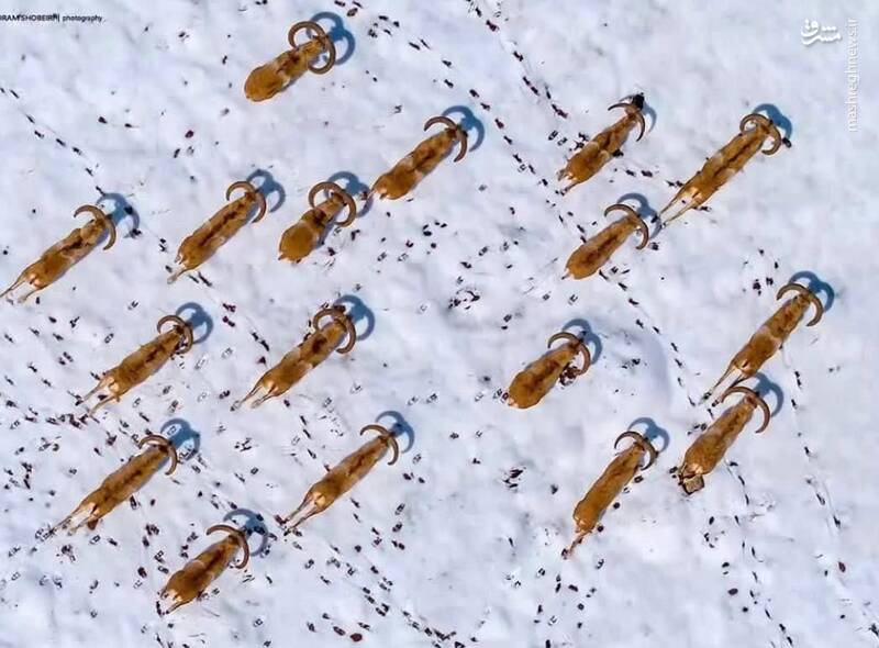 تصویری از قوچها با هلیشات