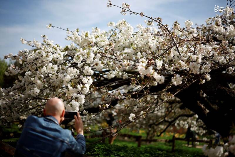 مردی از یک درخت شکوفه گیلاس در باغ گیاه شناسی Jardin des Plantes در اولین روز بهار در پاریس، فرانسه عکس می گیرد. 