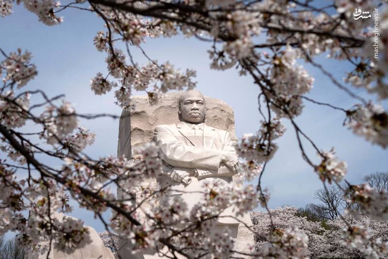 یادبود مارتین لوتر کینگ جونیور از میان شکوفه های گیلاس، واشنگتن، ایالات متحده