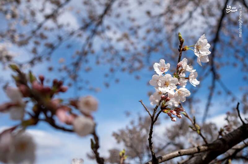 شکوفه های گیلاس، واشنگتن، ایالات متحده