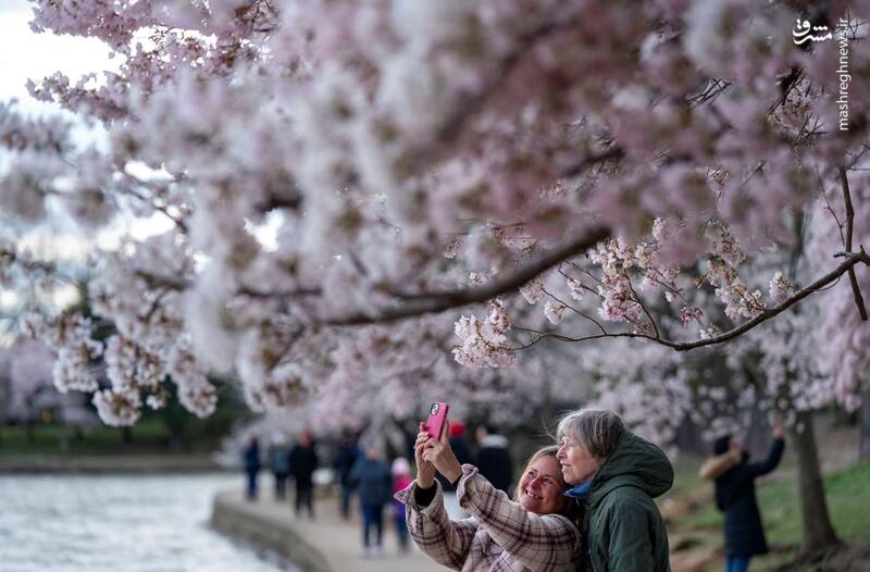 شکوفه های گیلاس، واشنگتن، ایالات متحده