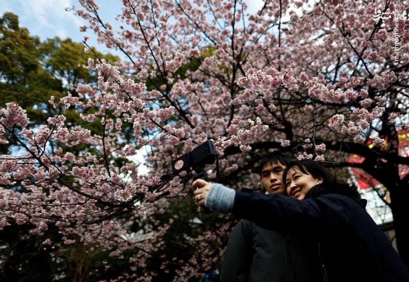 شکوفه‌های گیلاس اوکانزاکورا، توکیو، ژاپن