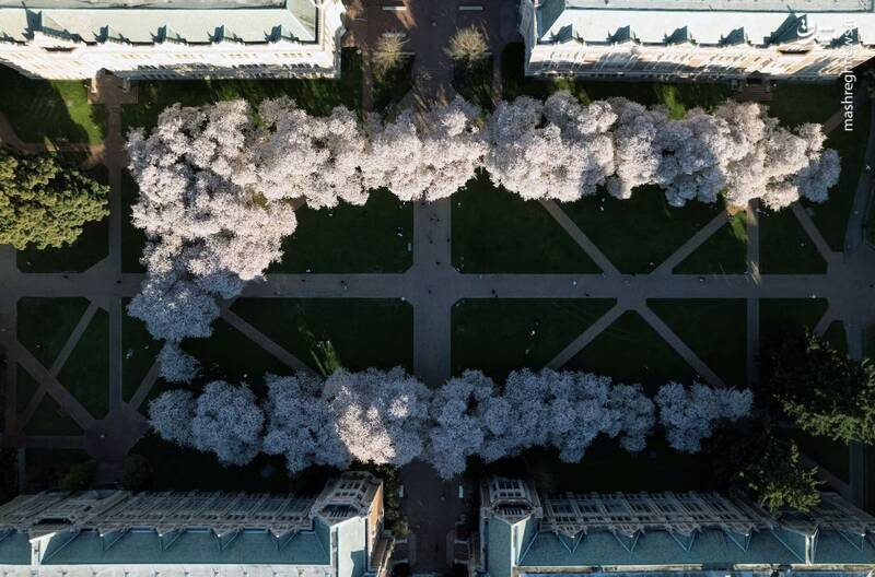 درختان شکوفه گیلاس در The Quad در پردیس دانشگاه واشنگتن در سیاتل، واشنگتن، ایالات متحده