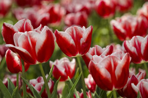 جشنواره گل‌های لاله در پارک ملت مشهد