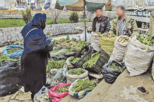 تیشه سودجویان بر ریشه گیاهان دارویی