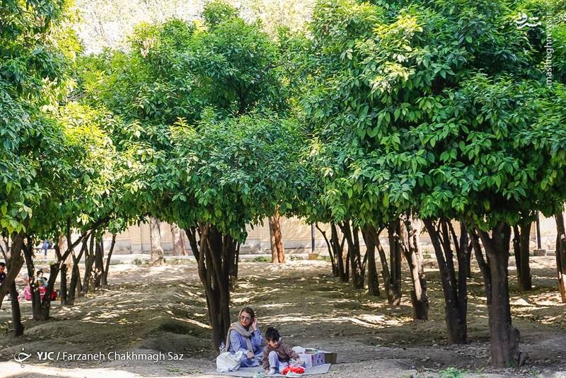 عکس / باز شدن شکوفه‌های بهار نارنج شیراز 5