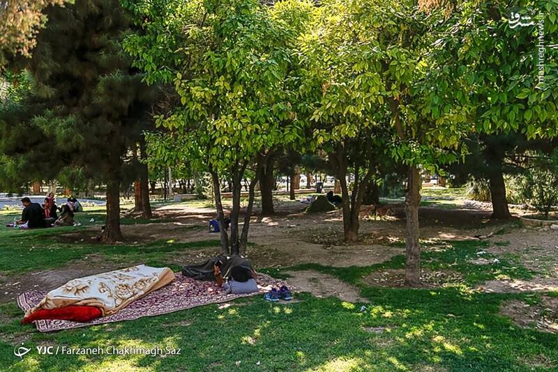 عکس / باز شدن شکوفه‌های بهار نارنج شیراز 3