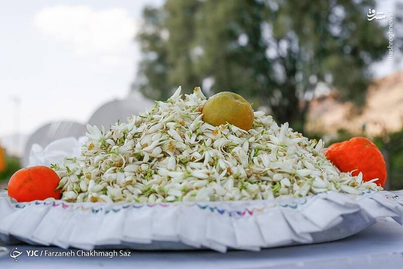 عکس / باز شدن شکوفه‌های بهار نارنج شیراز 13