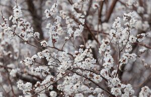 شکوفه‌های بهاری در طبیعت باغات ارومیه