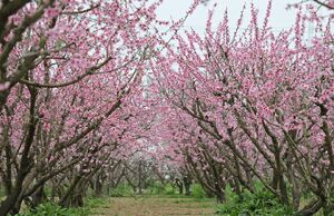شکوفه‌های بهاری در گلستان