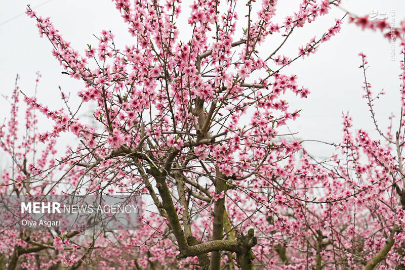 عکس / شکوفههای بهاری در گلستان 6