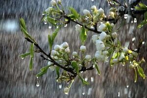وزش باد و رگبار در اغلب مناطق کشور / کاهش دمای هوا در روزهای پایانی هفته