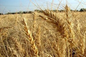 وارونهنویسی روزنامه غربگرا درباره خودکفایی گندم