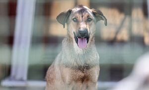 حل مشکلات اقتصادی با "عاطفه مسئولان و تسبیح خواص!"/ آفرین ویژه به مسئولان برای کنسرو ماهی