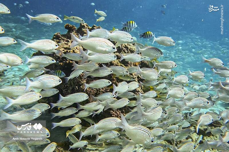 عکس / دنیای زیر آب در جزیره کیش 20