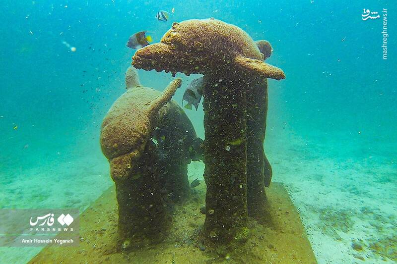 عکس / دنیای زیر آب در جزیره کیش 13