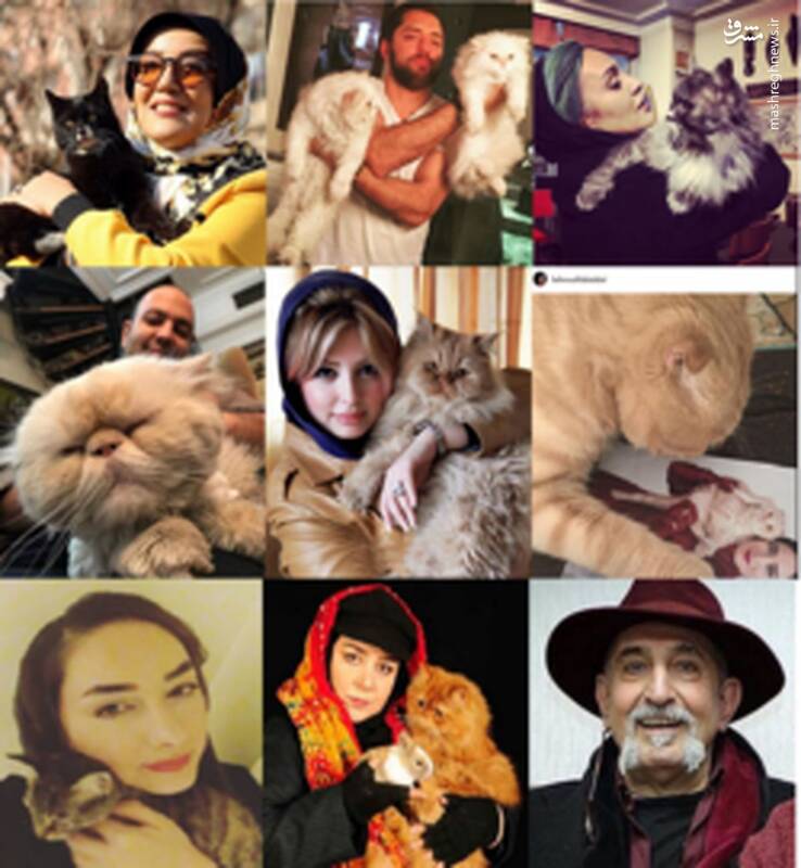 موج واگذاری حیوانات خانگی در شبکههای اجتماعی / پتهای خانگی در فضای مجازی دست به دست میشوند 3