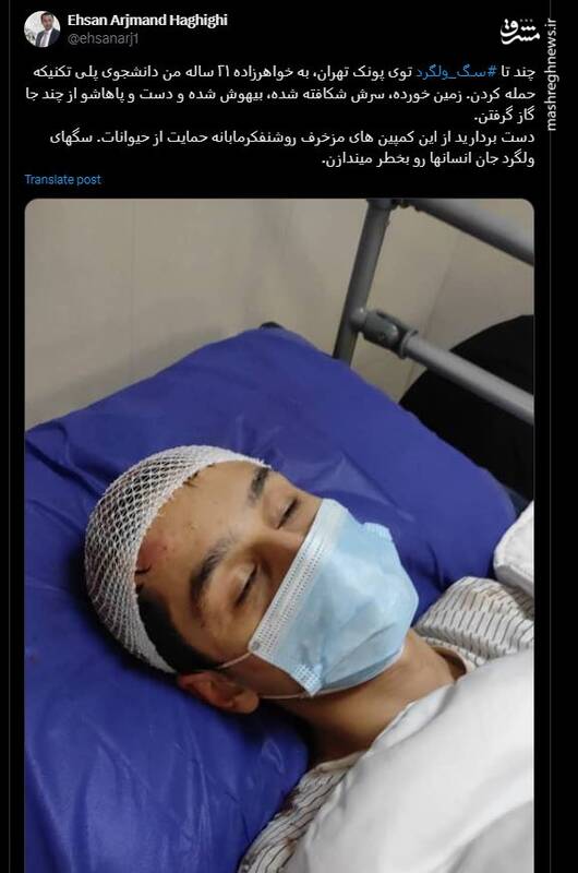 موج واگذاری حیوانات خانگی در شبکههای اجتماعی / پتهای خانگی در فضای مجازی دست به دست میشوند 5